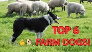 6 Best Farm Dogs for Herding, Guarding & More 🚜🐾 #dog #animals #youtubevideo