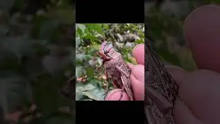 Catching insects in the garden  got Mantis Caterpillars Larva WhiteTadpoles Betta fish 149