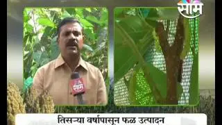 Agrowon: Dr. A.D. Jadhav giving tips for Tuti Farming