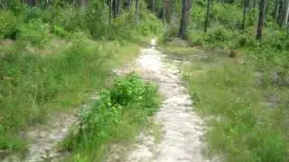 De Soto National Forest Mississippi High Def. #1