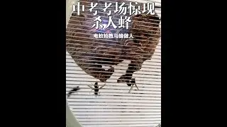 Killing bees appeared in the middle school entrance examination room, and Huanzi carried an electri