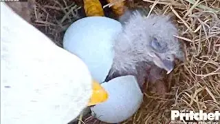 SWFLEagles~Welcome Eaglet E9 @ 7:33am; Pip To Hatch ~ 12-30&31-16