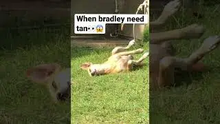 Need tan color??🐶👽