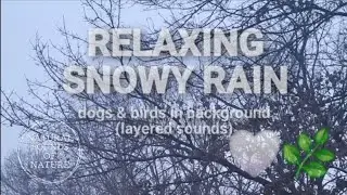 RELAXING SNOW RAIN dogs & birds in background (layered sounds) 🌧❄️
