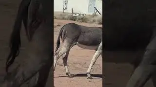 Saudi arabia me pata nahi kaun es gadahe mar diya hai #shorts #chandangoodenfo