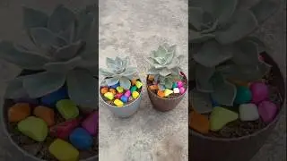 Lakshmi Kamal ka plant gift ke liye best 👍🏻