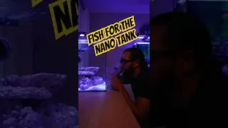 Варианты рыбок для рифового нано-аквариума?! 😂😭🐠