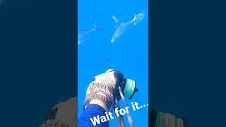 Hawaiian Sling SPEARFISHING | BULLSEYE!🎯
