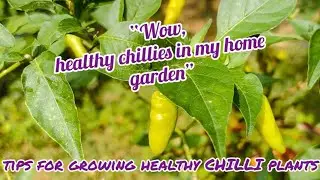 Easy tips to grow healthy chilli plant at home #diy #plants #greenchilli #homegarden  #youtubevideo