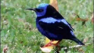 Bird Identification:  Red legged Honeycreeper