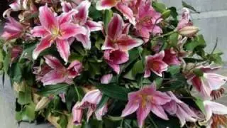 My Choice 409 - Waldteufel: Amour et Printemps