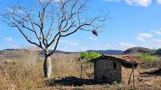 A seca castiga a caatinga no interior da paraiba 