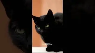 Black Cat Appreciation Day #shorts
