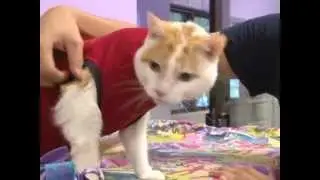 COZY SAVE-A-PET CATS