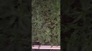 Cannabis Clones - Elite Genetics.
