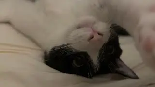 뒤집혀진 고양이 얼굴