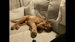 My dog is so crazy 