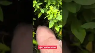 How to Effectively Remove Couch Grass from Your Garden | Step-by-Step Guide