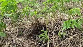Ginseng may 2025