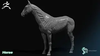 Horse Equine Anatomy in ZBrush Core (Complete Tutorial No Audio)