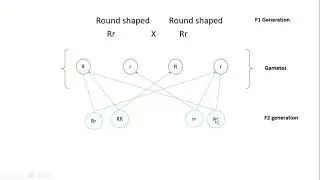 Chapter 22 (Inheritance): Inheritance and Mathematical problem (probability)