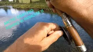 FLY FISHING FOR ARCTIC GRAYLING !!!