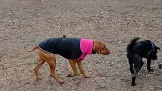 Live puppy dog park having fun ASMR #love #zsazsamayor #puppy #cute Toronto Canada 