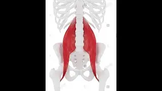Psoas Palpation tutoriel