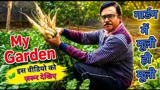 अब छत नहीं मेरे छोटे से गार्डन में मूली #gardening #mygarden #smallgarden #gardeningideas 