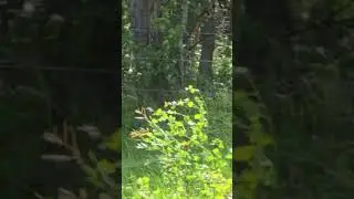 3 baby bears