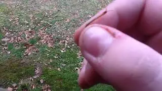 Soil centipede catch
