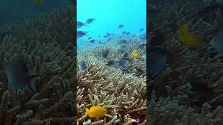 Juvenile Damselfish and hard coral