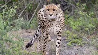 Moditlo - The Cheetah Experience
