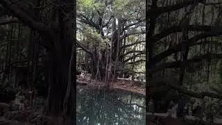 Insane tree from the 1932 film: Tarzan the Ape Man, Botanical Garden Hamma Algiers, Algeria 🇩🇿