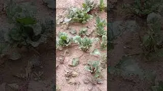 beetroot farming #organic garden #beetroot #toxinremoval