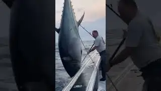 Tamanho Desse Atum Fisgado em Alto Mar! Pesca Oce&acirc;nica de Atum #fishing #shortsvideo #shorts