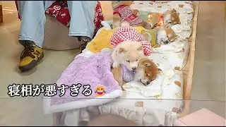 眠り虫に負けたわんこ✨ どんなに邪魔しても起きないほっこり瞬間