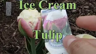 Ice Cream Tulip - What do you think?
