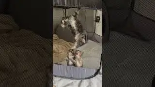 Playful Kittens Try to Escape Their Playpen