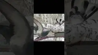 Gray Pigeon Tries to Eat but Gets Chased Away! | Urban Birds Survival | #pigeons #winter #survival
