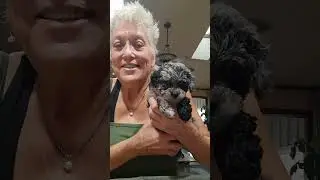 AKC TOY POODLE AVAILABLE FOR SALE UPDATE Miss Coco 7 weeks old