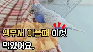 What to do when your parrot is sick
