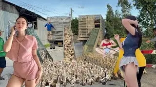 80,000 ducks were herded to a new area for free-range grazing