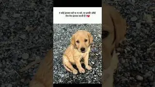 Miracles do happen , have faith in Shree Radha Krishna ❤#dog #dogshorts #dogs #viral #shorts