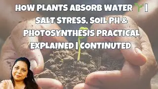 Plants Absorb Water 🌱  Salt Stress, Soil pH & Photosynthesis Practical Explanation continued  part 2