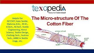 The microscopic appearance and micro-structure View of the cotton fiber