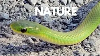Spotted a Green Snake | Nature | SNAKE 