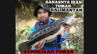 Akhirnya babon ikan toman berhasil diselamatkan #strikebabon  #babonikantoman
