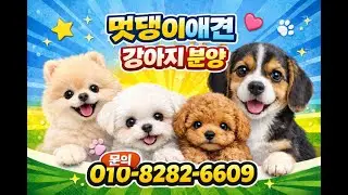 강아지분양.강아지분양라이브.실시간강아지상담.구독자1000명이벤트실시