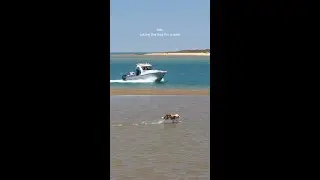 Adventure goals: taking the dog for a &lsquo;walk&rsquo; &ndash; Exmouth style!🐕💨📍 #ExmouthGulf in #WAtheDreamState